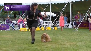 Lhasa Apsos  Breed Judging 2021 [upl. by Oswell]