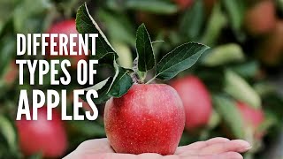 Types of Apples 25 Different Apples You Should Know [upl. by Aivatnahs]