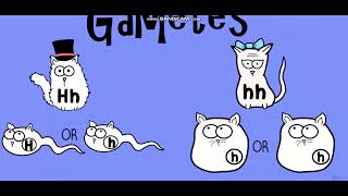 Biology with pinyin through AMOEBA SISTERS  Dihybrid and TwoTrait Crosses [upl. by Ettennig23]