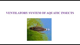 Ventilation in Aquatic Insects [upl. by Ferreby140]