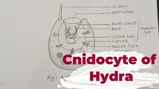 HOW TO DRAW A CNIDOCYTE  CNIDOCYTE OF HYDRA [upl. by Henrieta]