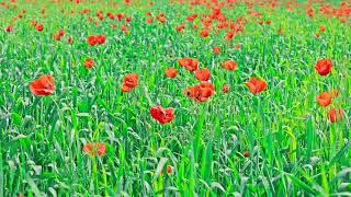 Blooming red poppies populated the whole field with rye swaying in the wind at sunny day [upl. by Joelynn]