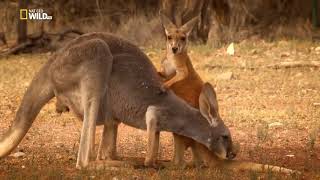 Nat geo Documentary  Kangaroo [upl. by Suk]