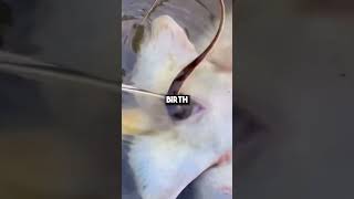 Rare video of stingrays giving birth🐟 [upl. by Roxy391]