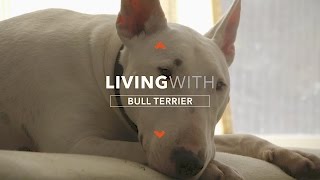 ALL ABOUT LIVING WITH HANK THE BULL TERRIER [upl. by Medina]