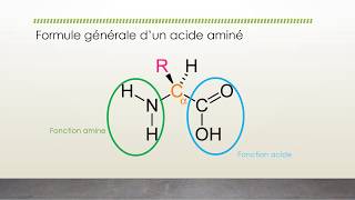 Présentation acides aminés [upl. by Ahsii607]