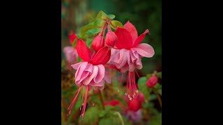 How to successfully grow Fuchsias [upl. by Namrej]