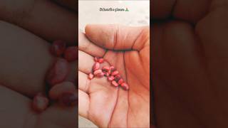 Lobia seeds germination gardening gardeninggoals ytshorts shorts youtubeshorts [upl. by Budding94]