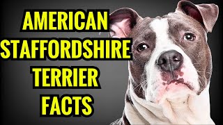 American Staffordshire Terrier Facts  Top 13 Facts You Must Know [upl. by Liamsi906]