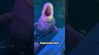 ¿Por qué los delfines se alimentan de cubitos de hielo 🐬🤔 [upl. by Hymie]