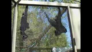 Siamang Gibbons howling at the LA Zoo 26 Jul 2015 [upl. by Soalokin]