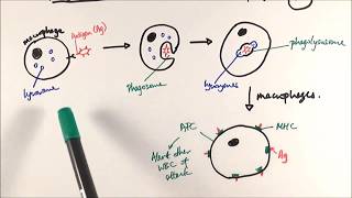 AS Biology  Phagocytosis OCR A Chapter 125 [upl. by Fine72]