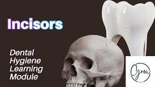 Incisors Dental Anatomy Learning Module [upl. by Ileana]