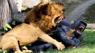 Baboon eats deer lion cub  Angry female Lion climbs tree to attack baboon to avenge her cub [upl. by Sollows]