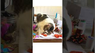 What Your Cat Wants Cute Cat Video Playing with Catnip Toys catvideo cat lovecats Christmas [upl. by Yesnel865]