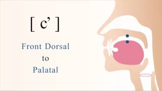 cʼ  unvoiced front dorsal palatal ejective stop [upl. by Glover]