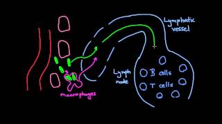 What is the lymphatic systems role in immunity [upl. by Opalina]