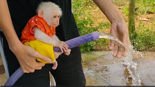 So Cute  Monkey Max Falls Into Chill Out Sleep After Bath [upl. by Neersin]