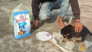 one month German Shepherd puppy ko kya or kaise khilaye [upl. by Yirinec]