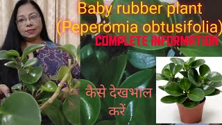 Baby rubber plant Peperomia obtusifolia how to grow care and propagate complete information [upl. by Gilman]