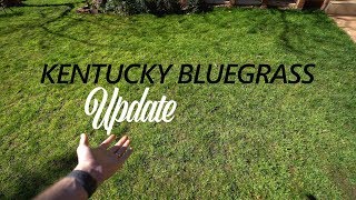 Kentucky Bluegrass Update  How Bad Is It [upl. by Lian]