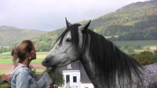 Wenn Pferde flüstern Lene Husch und ihre Pferde When Horses Whisper [upl. by Roosnam753]