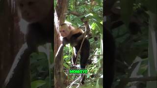 Explore Cabo Blanco A Wildlife Hikers Paradise in Costa Rica [upl. by Noe]