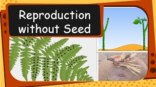 Science  Plant Reproduction  Seed Dispersal Germination  English [upl. by Aniehs]