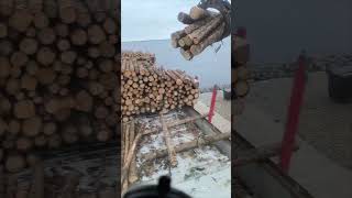 Port of Wismar Germany Self Discharging Cargo Timber Logs [upl. by Amby]