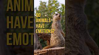 Do Animals Have Emotions worldanimalday janegoodall [upl. by Ardath]