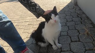 Black and white cat is meowing unbelievably cute as always [upl. by Berthoud990]