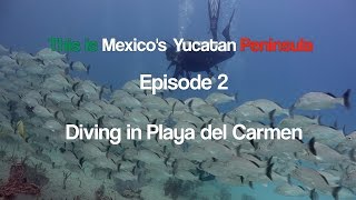 This is Mexicos Yucatan Peninsula  Episode 2  Diving in Playa del Carmen  in 4K UHD [upl. by Saunders]