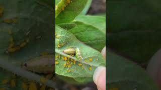 Backyard bug hunt  syrphid fly larvae [upl. by Anaiviv619]