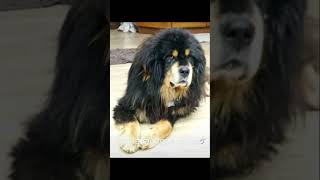 Come cicogna mi ha fatto tibetanmastiffdog animali pets amore [upl. by Oremor]