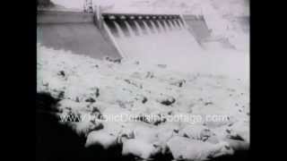 3000 Sheep Cross the Grand Coulee Dam Washington State Newsreel PublicDomainFootagecom [upl. by Hnahc85]