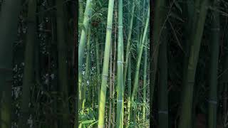 Phyllostachys aureosulcata [upl. by Nohsid]