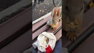 Girl Helped Squirrel😍 [upl. by Einnahpets]