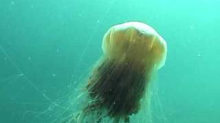 Lions Mane Jellyfish [upl. by Obel]