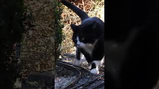 🚂 Winterdampf mit Katze 😺  LGB Gartenbahn gartenbahn gardenrailway katze cat rhb [upl. by Ssidnak]