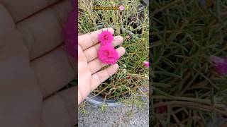 Flower earrings 🌸✨ shortvideo flowers earrings craft diy viralearrings [upl. by Sayed]