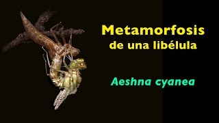 Metamorfosis de una libélula Aeshna cyanea [upl. by Ellevart]