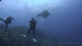 Socorro Island Roca Partida San Benedicto  Scuba Diving Revillagigedo [upl. by Rikahs]