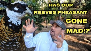 Is Our Reeves Pheasant Evil [upl. by Anirehtak]