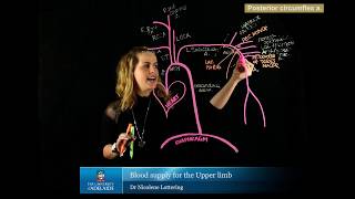 Blood Supply Upper Limb Truncated Version [upl. by Eenhat]