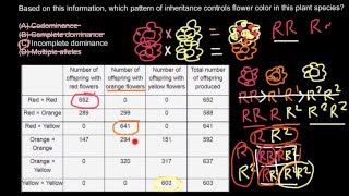 Dominance Codominance Incomplete dominance Multiple alleles explained [upl. by Ihcalam974]