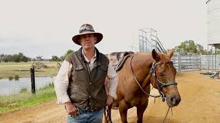 Commander AgQuip Cattle Yards  What Darren Manning has to Say [upl. by Strade]