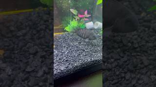 Black Convict Cichlid aquarium asmr fish convictcichlid beautiful fishtank shorts cichlid [upl. by Ailicec]