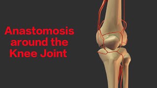 Anastomosis around Knee Joint  Genicular Anastomosis [upl. by Oiromed468]