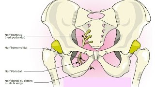 Névralgie Pudendale et Ostéopathie [upl. by Greenwood425]