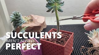 Repotting succulents doesnt have to be perfect [upl. by Carlene]